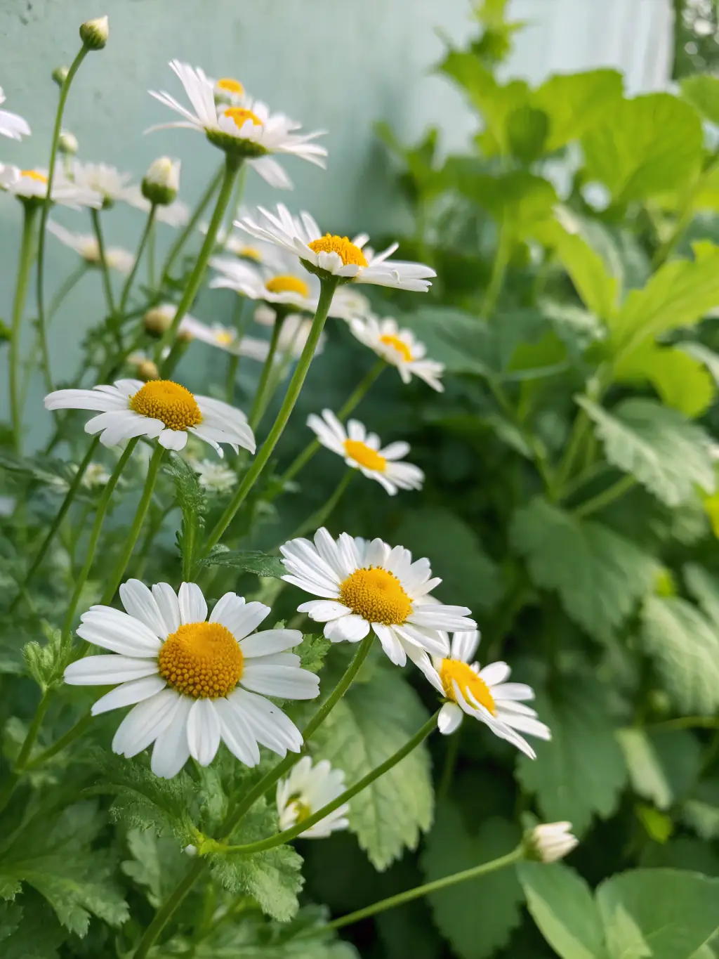 A close-up shot of a bottle of Naturelva's chamomile essential oil, with a blurred background of chamomile flowers.
